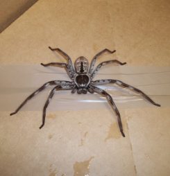 Britannia find hairy stowaway